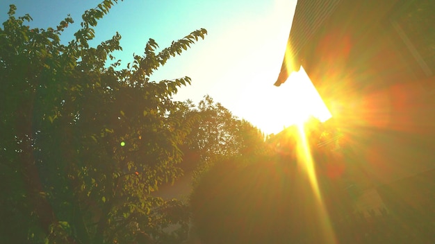 Foto vista ad angolo basso degli alberi contro il cielo durante il tramonto