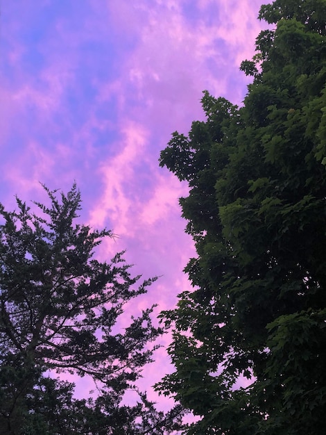 Low angle view of trees against sky during sunset