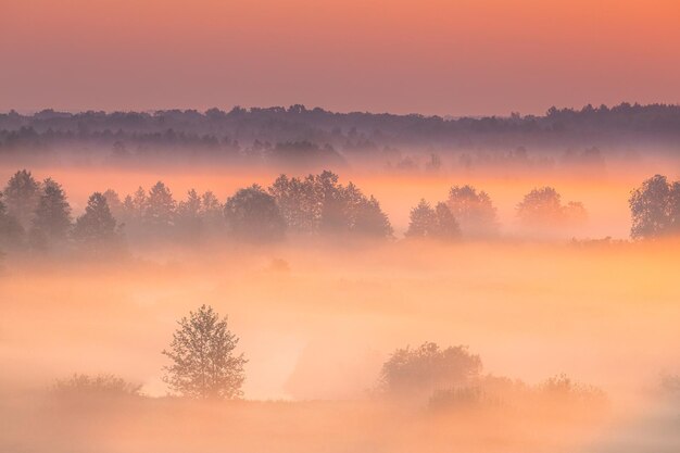 Photo low angle view of trees against sky during sunset