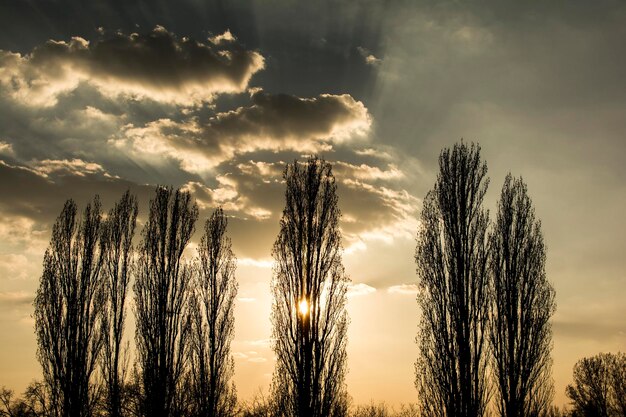 Foto vista ad angolo basso degli alberi contro il cielo durante il tramonto