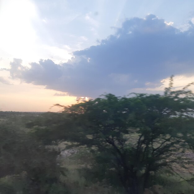 Low angle view of trees against sky during sunset