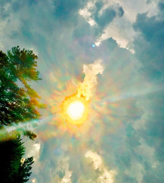 Foto vista ad angolo basso degli alberi contro il cielo durante il tramonto