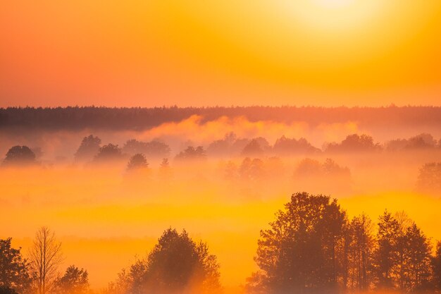 Low angle view of trees against sky during sunset