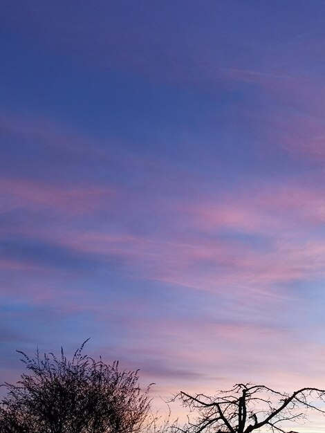 Low angle view of trees against sky during sunset