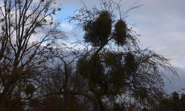 Low angle view of trees against sky in forest