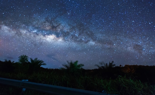 Foto vista ad angolo basso degli alberi contro il cielo notturno