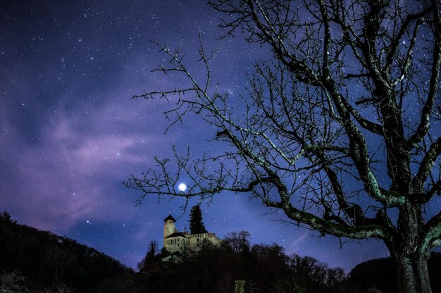 Foto vista ad angolo basso degli alberi contro il cielo notturno