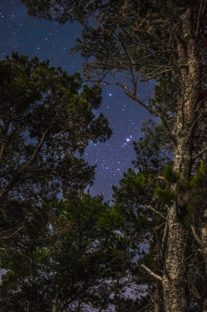 Foto vista ad angolo basso degli alberi contro il cielo notturno