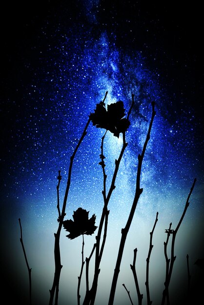 Photo low angle view of trees against sky at night