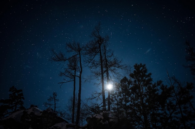 low angle view of trees against sky at night