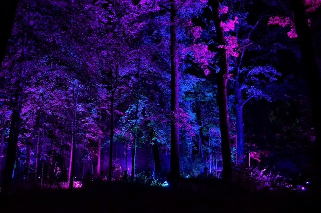 Foto vista ad angolo basso degli alberi contro il cielo notturno