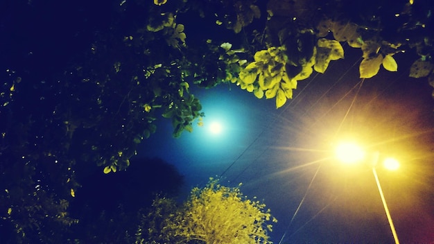 Foto vista ad angolo basso degli alberi contro il cielo notturno