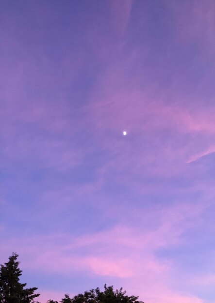 Low angle view of trees against sky at sunset