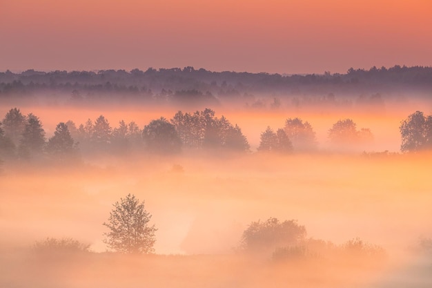 Low angle view of trees against sky during sunset