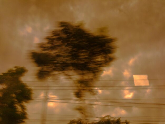 Low angle view of trees against sky at sunset