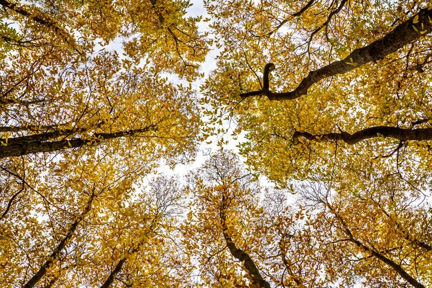 Vista a basso angolo degli alberi contro il cielo