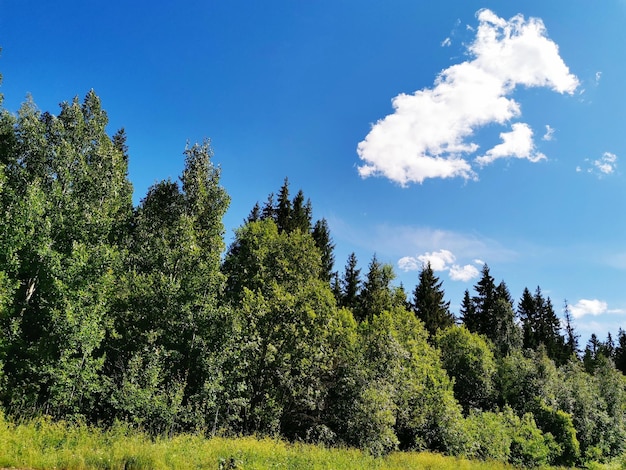 Low angle view of trees against sky