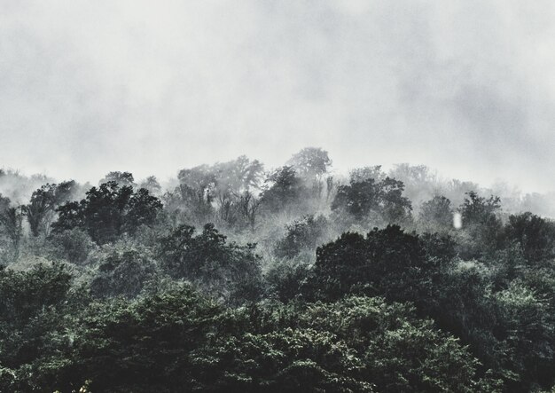 Photo low angle view of trees against sky