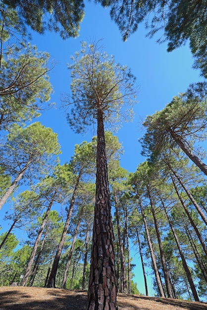 Low angle view of trees against sky