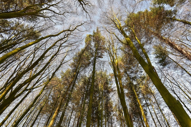 空に照らされた木の低角度の景色