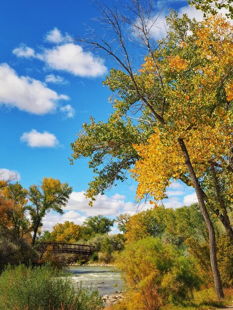 Photo low angle view of trees against sky