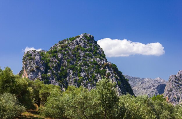 Foto vista ad angolo basso degli alberi contro il cielo