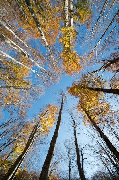 Photo low angle view of trees against sky