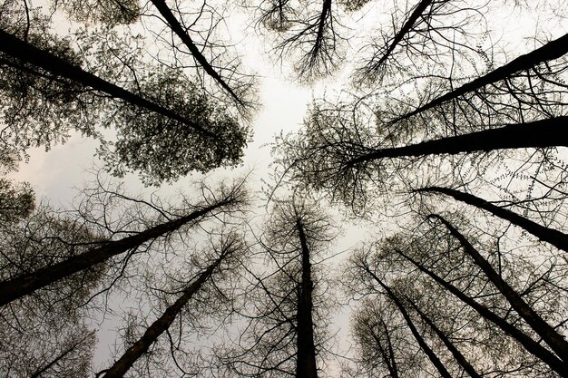 Foto vista ad angolo basso degli alberi contro il cielo