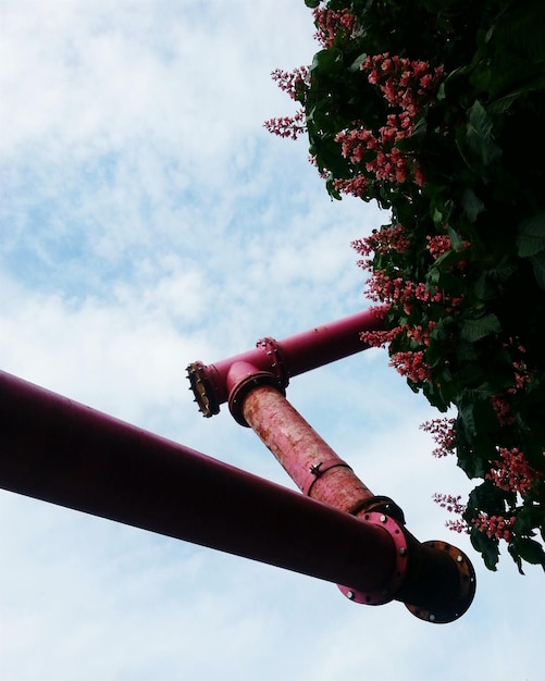 Foto vista ad angolo basso degli alberi contro il cielo