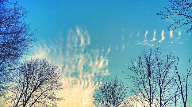 Low angle view of trees against sky