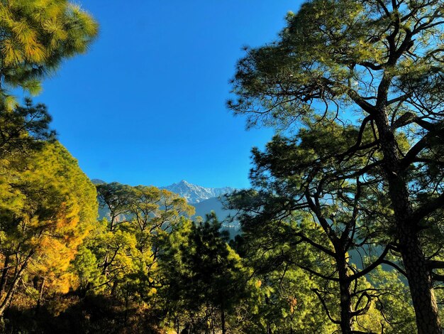 Low angle view of trees against sky