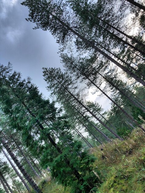 Low angle view of trees against sky