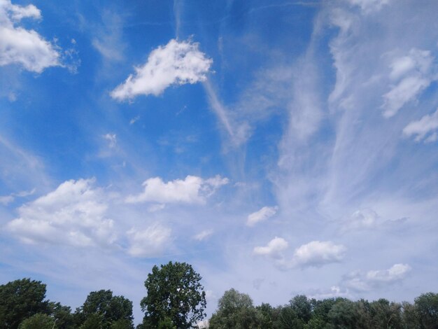 Low angle view of trees against sky