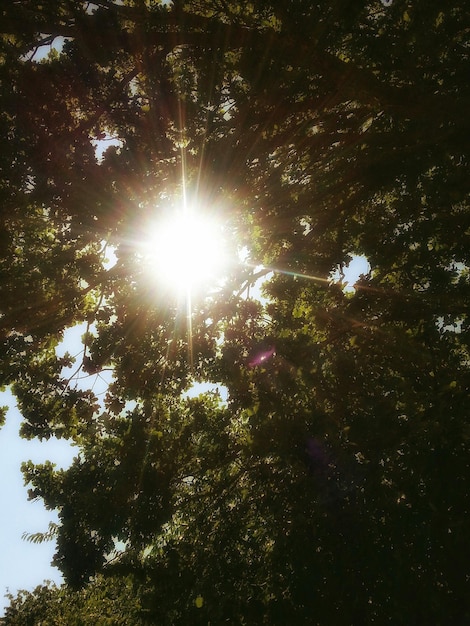 Photo low angle view of trees against sky