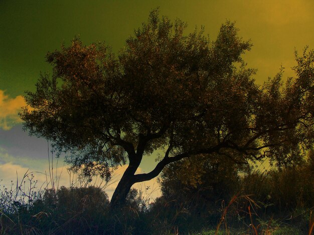 Low angle view of trees against sky