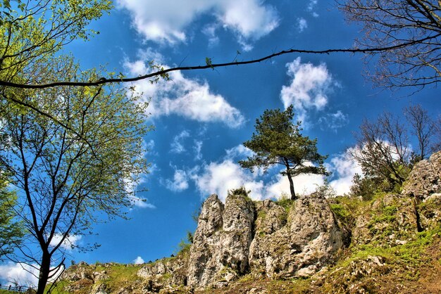 Low angle view of trees against sky