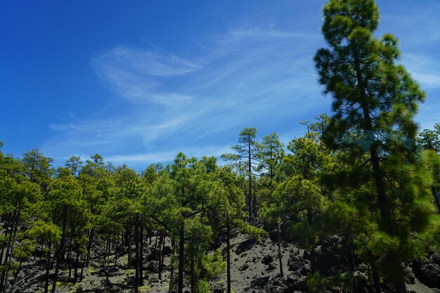 Low angle view of trees against sky