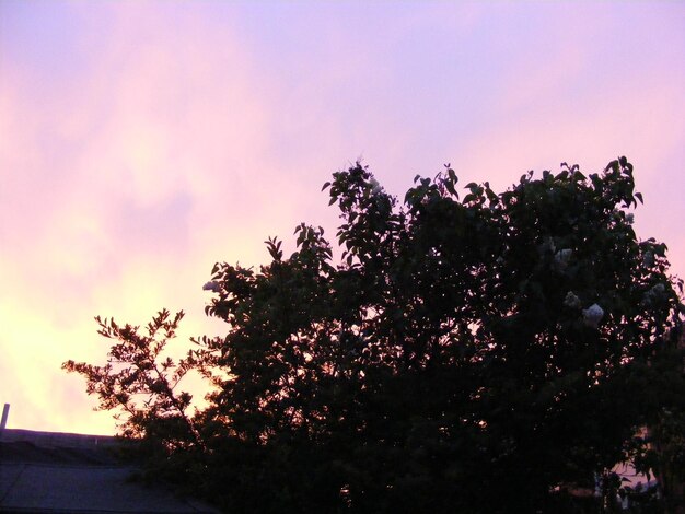 Low angle view of trees against sky