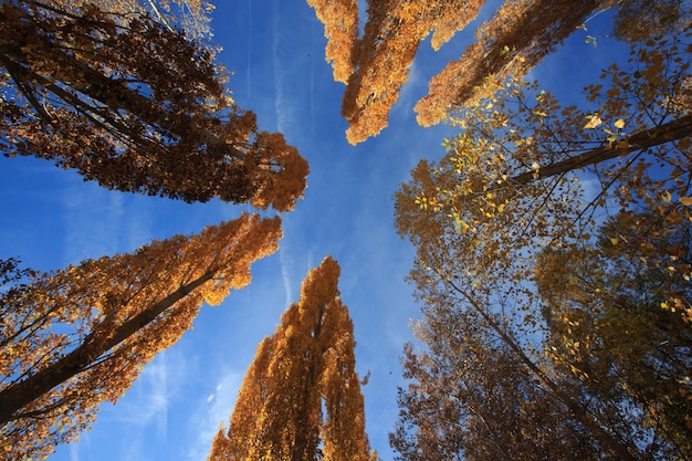 空に照らされた木の低角度の景色