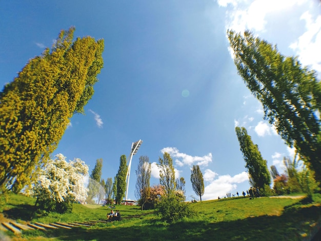 Low angle view of trees against sky