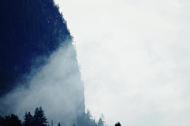 Low angle view of trees against sky