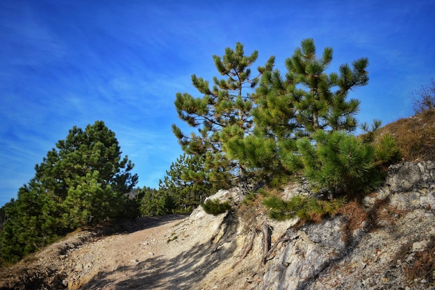 Low angle view of trees against sky