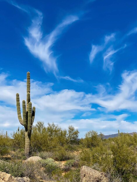 Low angle view of trees against sky