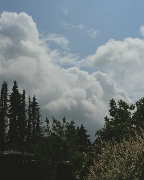 Low angle view of trees against sky