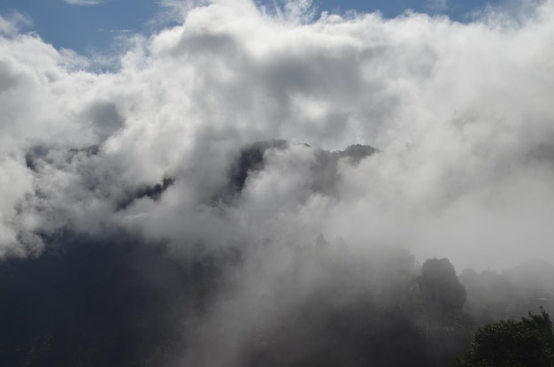 Foto vista a basso angolo degli alberi contro il cielo