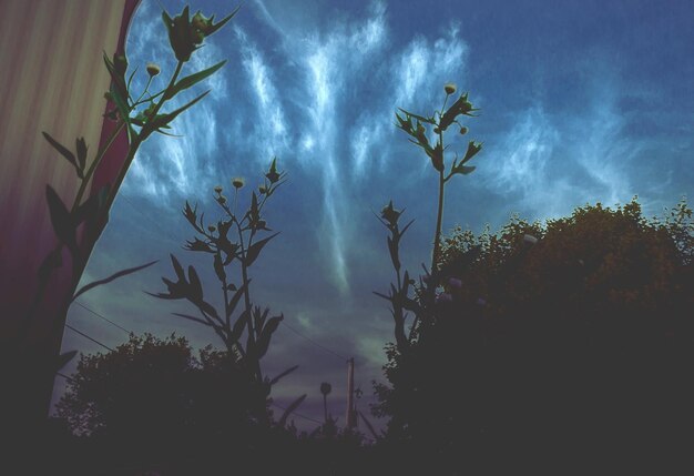 Foto vista ad angolo basso degli alberi contro il cielo