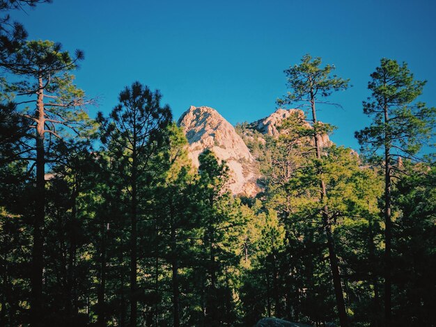 Foto vista a basso angolo degli alberi contro il cielo