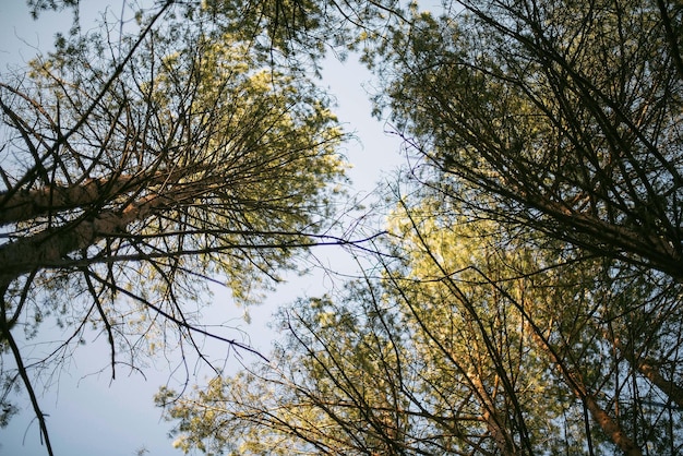 空に照らされた木の低角度の景色