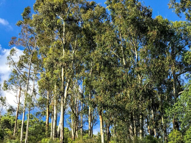 Low angle view of trees against sky