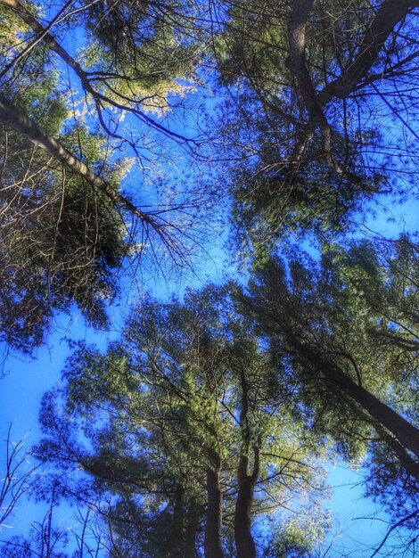 Foto vista ad angolo basso degli alberi contro il cielo